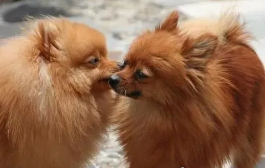 博美犬很不听话 如何训练博美犬听话 | 博美犬