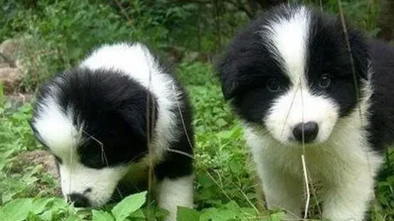边境牧羊犬|边境牧羊犬有点拉稀可以吃东西吗