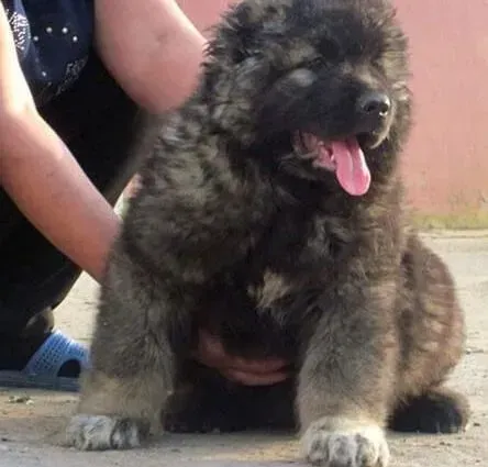 高加索犬|高加索犬吐白色粘稠物被诊初期犬瘟 能治愈吗