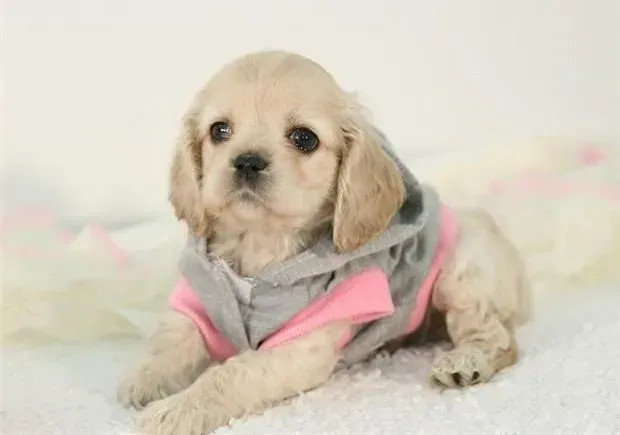 可卡犬|为什么可卡犬精神很好却拉稀半个月了