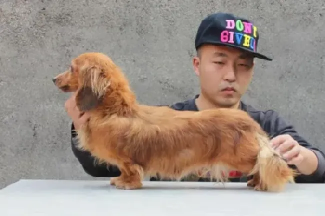 腊肠犬|腊肠犬健康与否取决于哪些方面