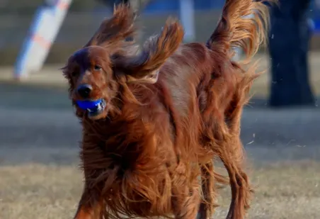 爱尔兰雪达犬体味程度 体味比较重 | 爱尔兰雪达犬