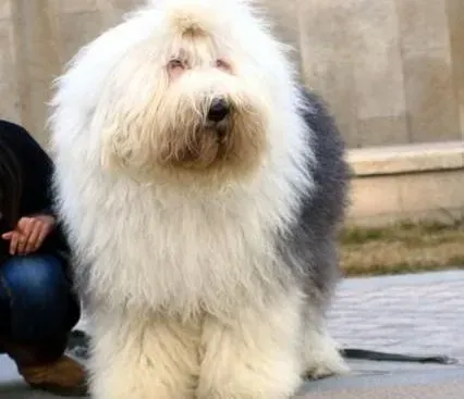 古代牧羊犬|日常护理古代牧羊犬须从哪些方面下手呢