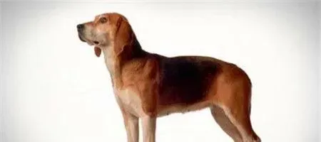 哈利犬的智商排名第几 哈利犬智商是比较高的 | 哈利犬