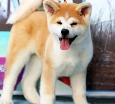 秋田犬|哪些现象预示着秋田犬母犬即将要临产