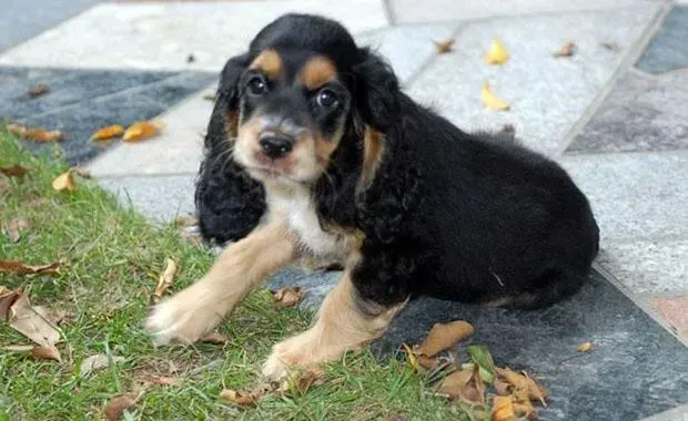 可卡犬|可卡犬误食塑料泡沫呕吐有没有事