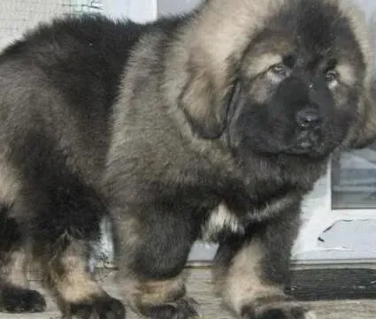 高加索犬|美味情缘 适合高加索犬食用的零食有那几种