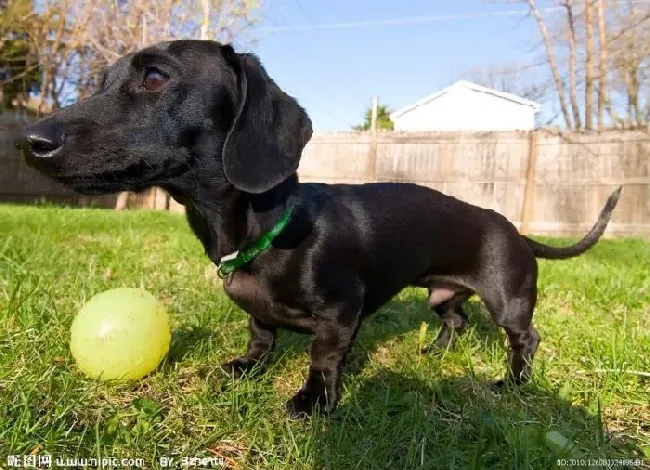 腊肠犬|养护腊肠犬有哪些无比重要的意义