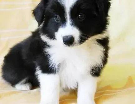边境牧羊犬|从边境牧羊犬排泄来观察它的健康状况