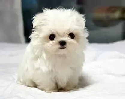 马尔济斯|马尔济斯犬排便训练应注意的问题