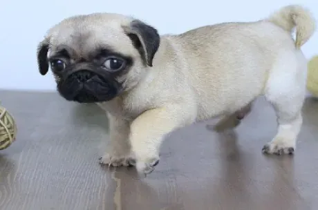 巴哥犬|给巴哥犬带狗狗专用铃铛的三点好处
