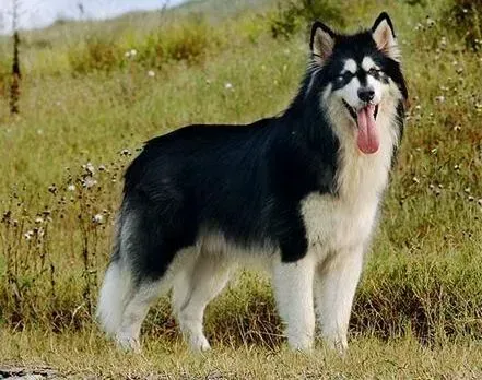 阿拉斯加犬|如何能够避免阿拉斯加犬患上乳腺炎
