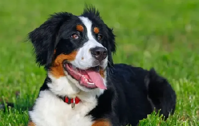 伯恩山犬|伯恩山犬总喜欢吃狗屎这是什么原因