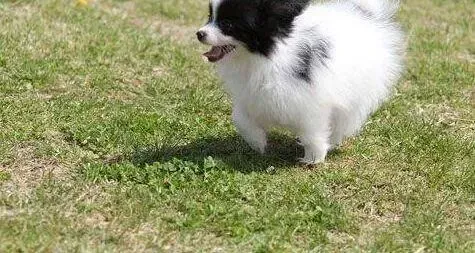 蝴蝶犬|11个月的蝴蝶犬鼻子像不通气 我该怎么办
