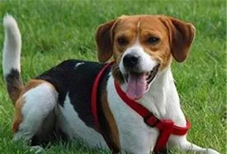 哈利犬的智商排名第几 哈利犬智商是比较高的 | 哈利犬