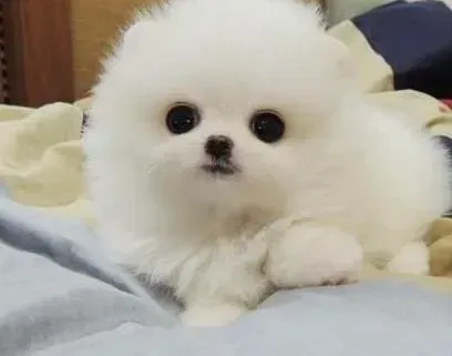博美犬|博美犬的毛发干枯无光 吃什么对它毛发好