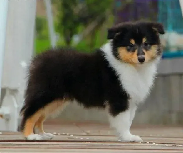 苏格兰牧羊犬|哪些食物能够让苏格兰牧羊犬拥有柔顺的被毛