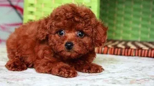 泰迪犬|刚出生不久的泰迪犬身体掉皮屑没事吧