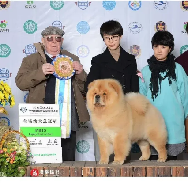 松狮犬|遛狗方知不易 带松狮犬遛弯要注意哪些事情