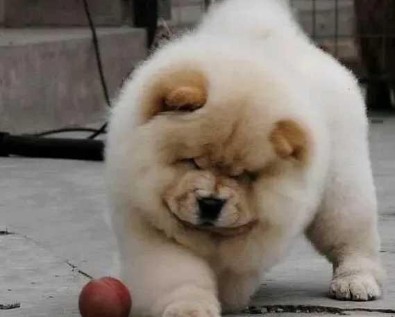 松狮犬|如何从松狮犬的饮水习惯中判断肾脏的健康