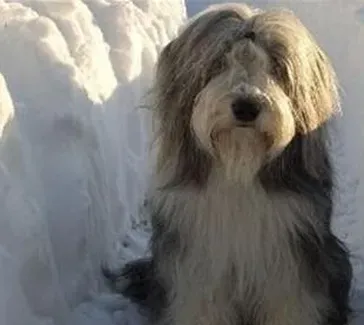 古代长须牧羊犬的特点 该犬非常受欢迎 | 古代长须牧羊犬