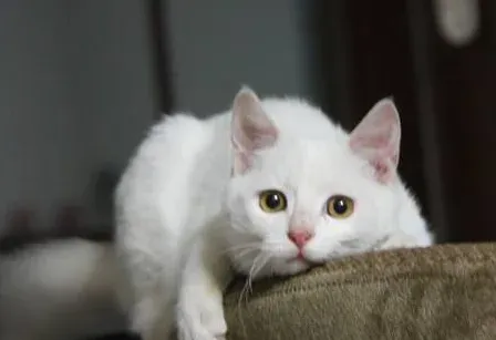 猫的年龄怎么算 猫的寿命一般为8-12年 | 猫