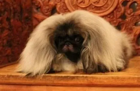 京巴狗|如何训练京巴犬学会上厕所 求训练方法