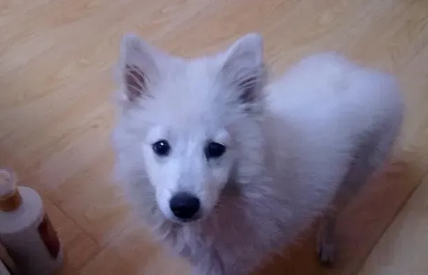 银狐犬多大开始训练 三到六个月最适合训练 | 银狐犬