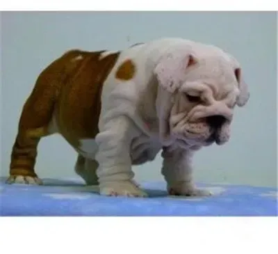 英国斗牛犬|怎样训练斗牛犬“别动” 求训练方法