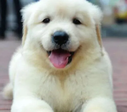 金毛|金毛犬是否成功受孕要怎么看