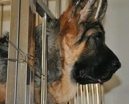 德国牧羊犬|德国牧羊犬发烧精神状态不佳该怎么办