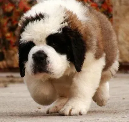 圣伯纳犬|因犬制宜 训练圣伯纳犬的三种方法介绍