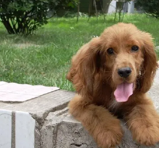 可卡犬|我爱做手工 巧手制作可卡犬温暖的狗窝