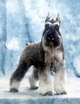 雪纳瑞|雪纳瑞幼犬的特殊饮食要求