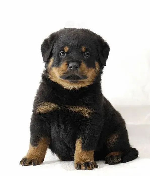 罗威纳犬|罗威纳犬得了晚期犬瘟还能治好么