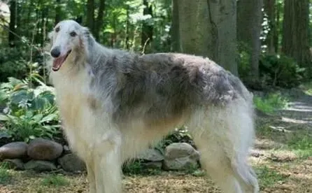 苏俄猎狼犬饲养 幼年时期的营养是最为重要 | 苏俄猎狼犬
