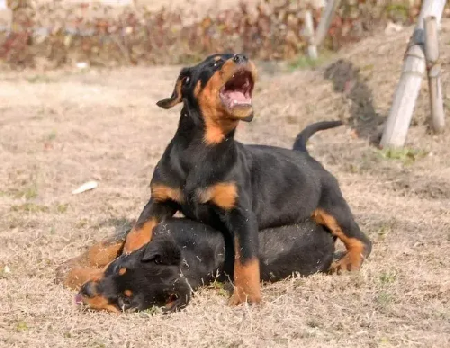 罗威纳犬|如何对罗威纳幼犬进行早期训练