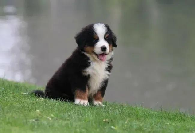 伯恩山犬|如何给伯恩山犬选择最合适的狗粮