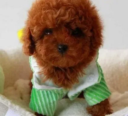 泰迪犬|科学小食谱 泰迪犬健康度过一生