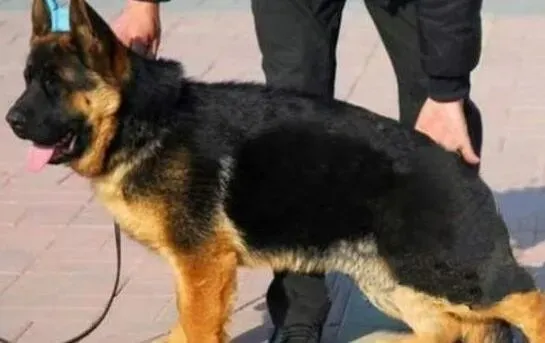 德国牧羊犬|德国牧羊犬生产后不喂小狗奶有解决方法吗