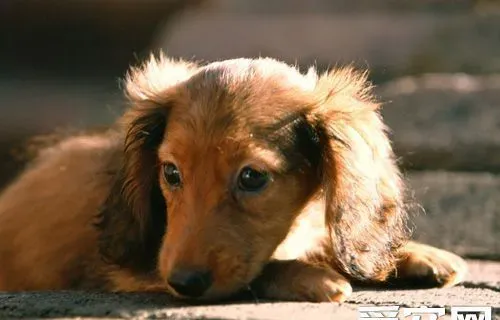 腊肠犬皮肤病 耐心的去处理及时治疗 | 腊肠犬