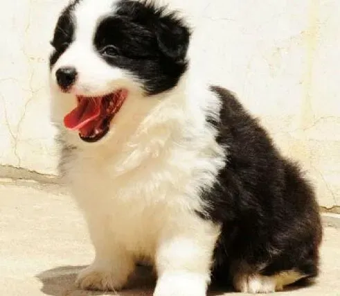 边境牧羊犬|边境牧羊犬每隔一个月就吐一次是正常现象吗