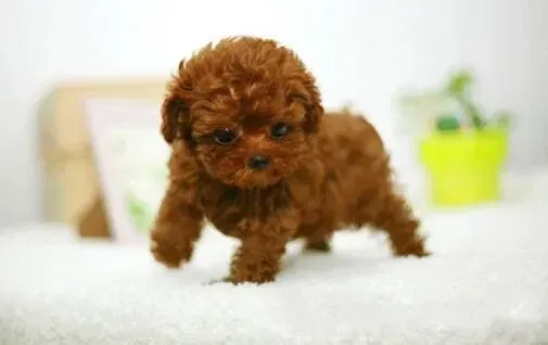 泰迪犬|从饮食中看健康 最适合泰迪犬食用的美味食物有哪些