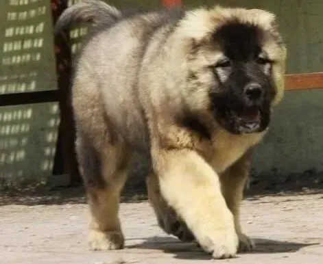 高加索犬|适合高加索犬玩耍的玩具都有哪些种类