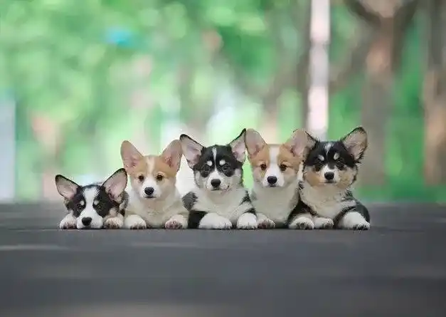 柯基犬|柯基犬三个月可以吃什么宠物零食