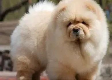 松狮犬|训练松狮犬的最基本的三个阶段