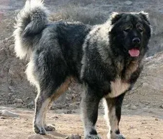 高加索犬|美观又健康 分享高加索犬臀部毛发的修剪方法