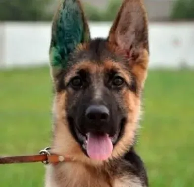 德国牧羊犬|夏季饲养德国牧羊犬经验谈之预防中暑和晒伤