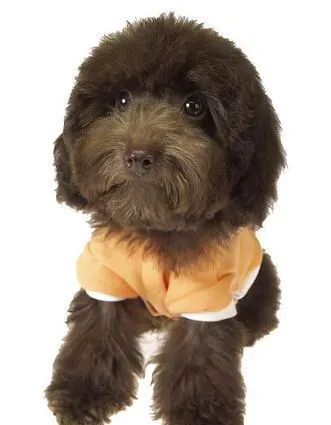 狗狗多大可以开始训练 幼犬对外界充满好奇和探索 | 狗狗训练