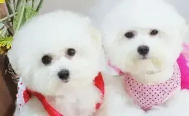 比熊犬|我家比熊犬患上皮肤病，掉毛很痒，有红疹怎么办